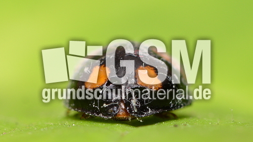 Asiatischer Marienkäfer (20).JPG